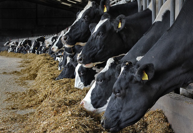 Cows on the farm.jpg